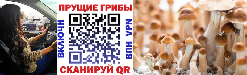 Псилоцибиновые грибы мицелий  закладка  OMG как зайти  Торжок 