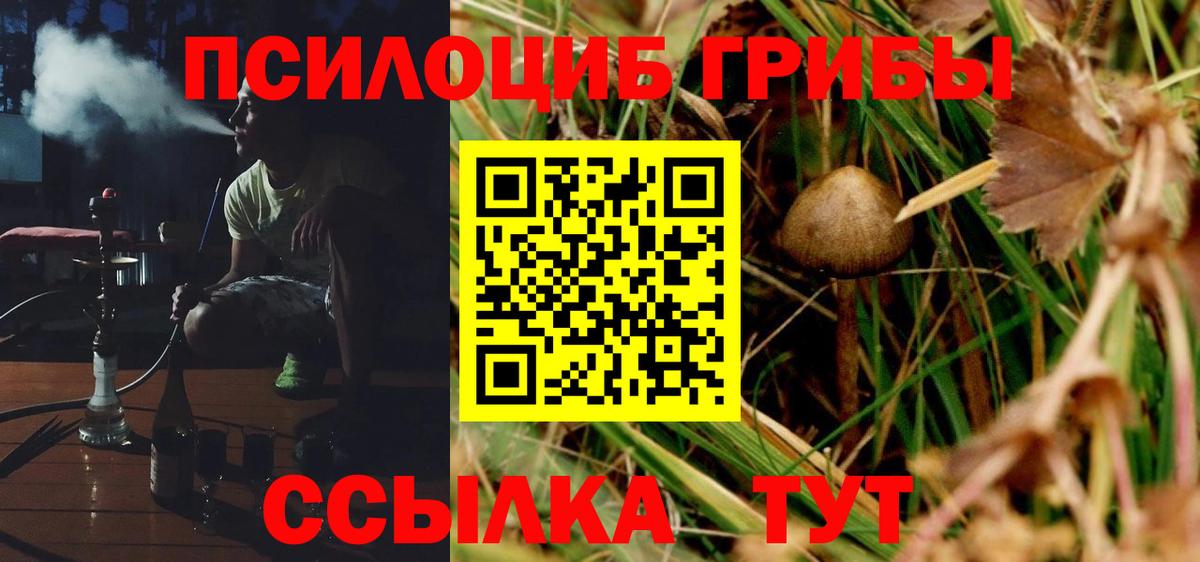 где продают   Торжок  Псилоцибиновые грибы Psilocybe 